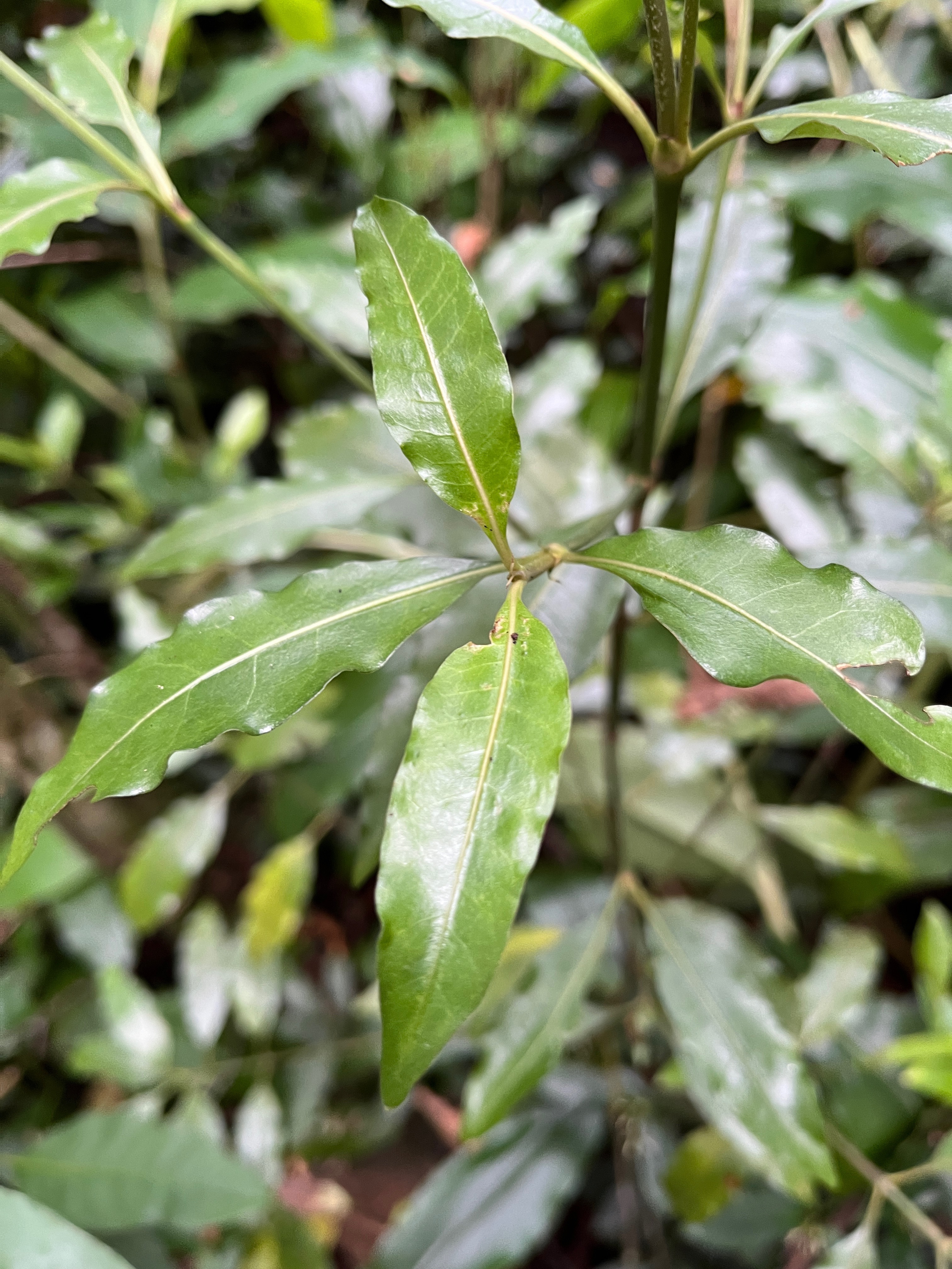 17. ??? Psathura borbonica - Petit Bois cassant - Rubiaceae- B.jpeg