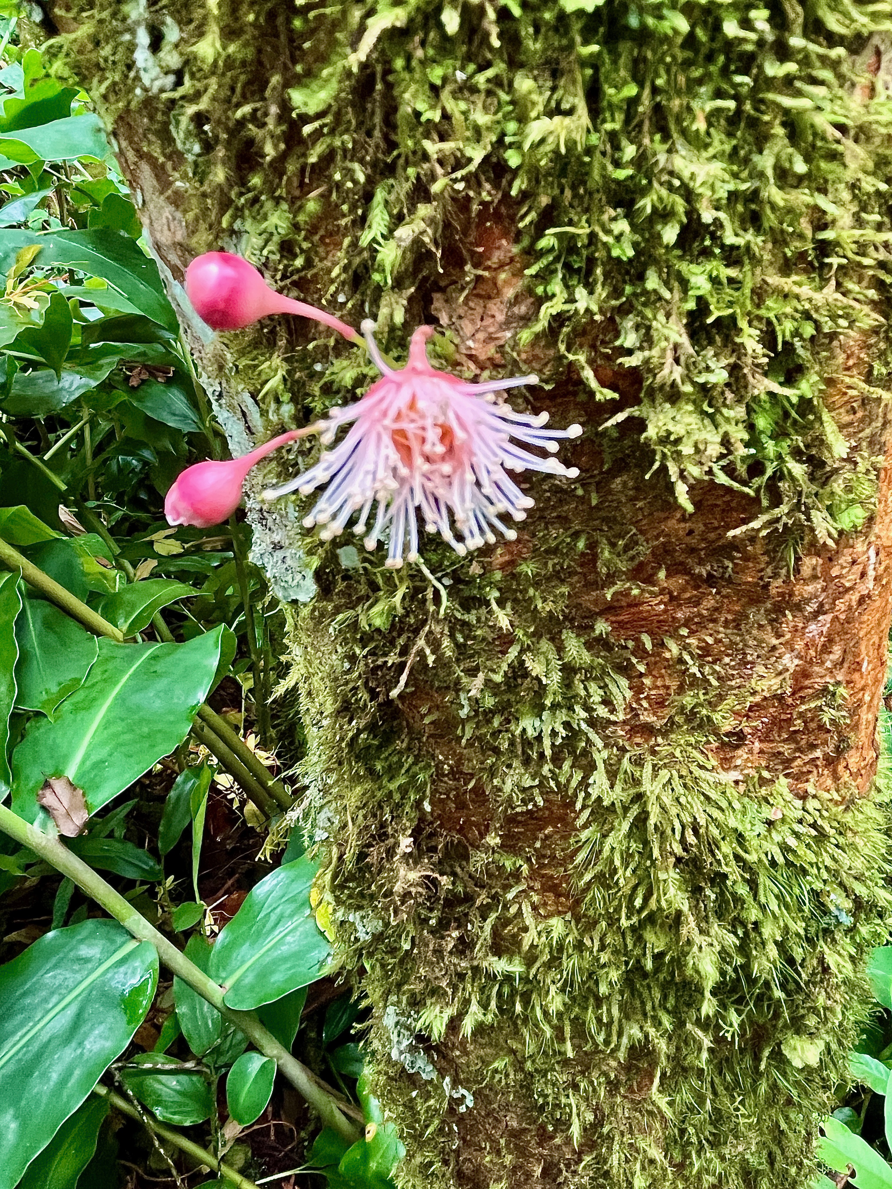 30. Syzygium cymosum .Bois de pomme rouge.( jeunes feuilles rougeâtres et boutons floraux ) myrtaceae.endémique Réunion Maurice..jpeg