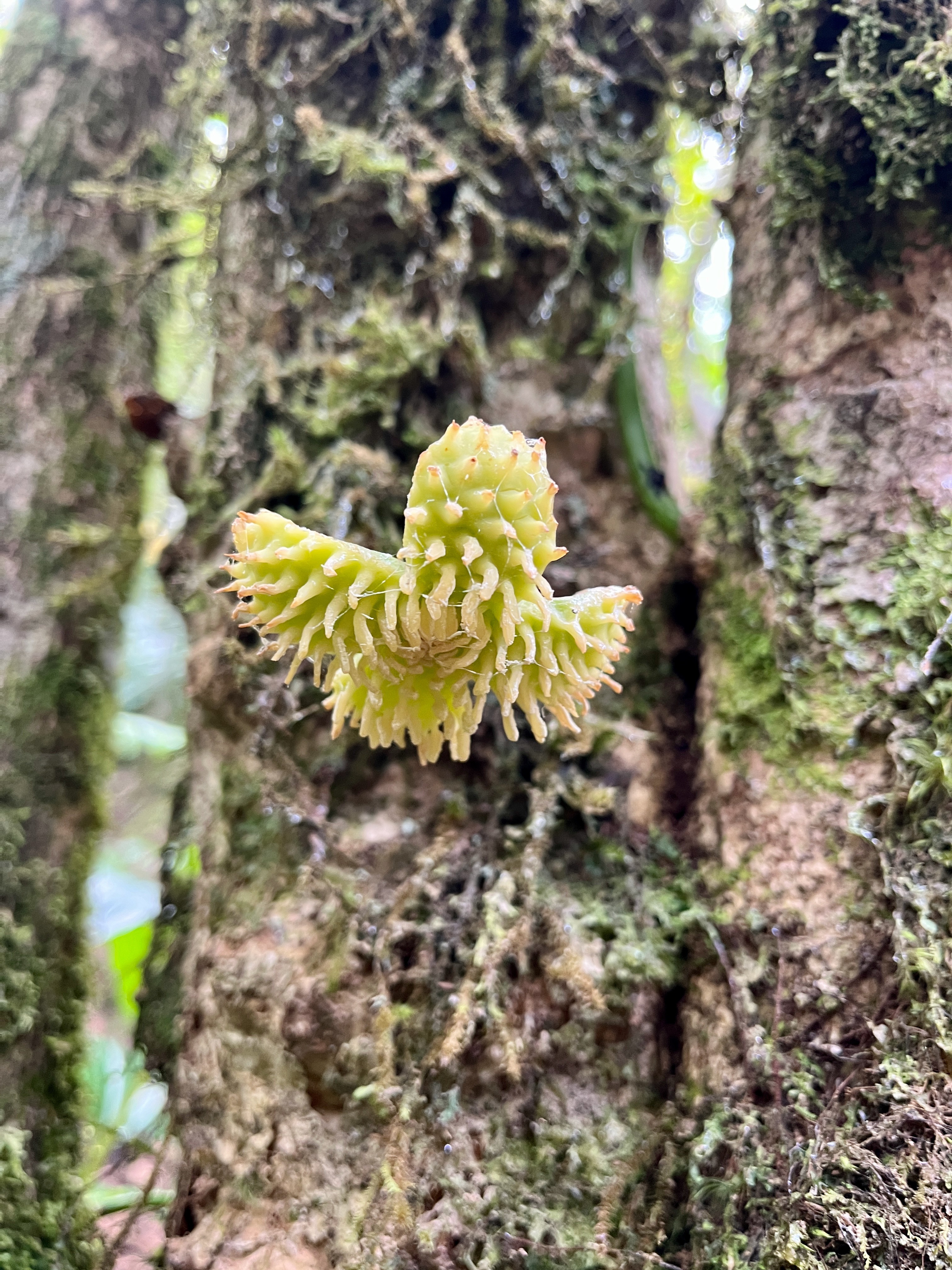 33. Fleur mâle de Tambourissa crassa - Bois de tambour  ou Bois de Bombarde- Monimiacée - Masc.jpeg