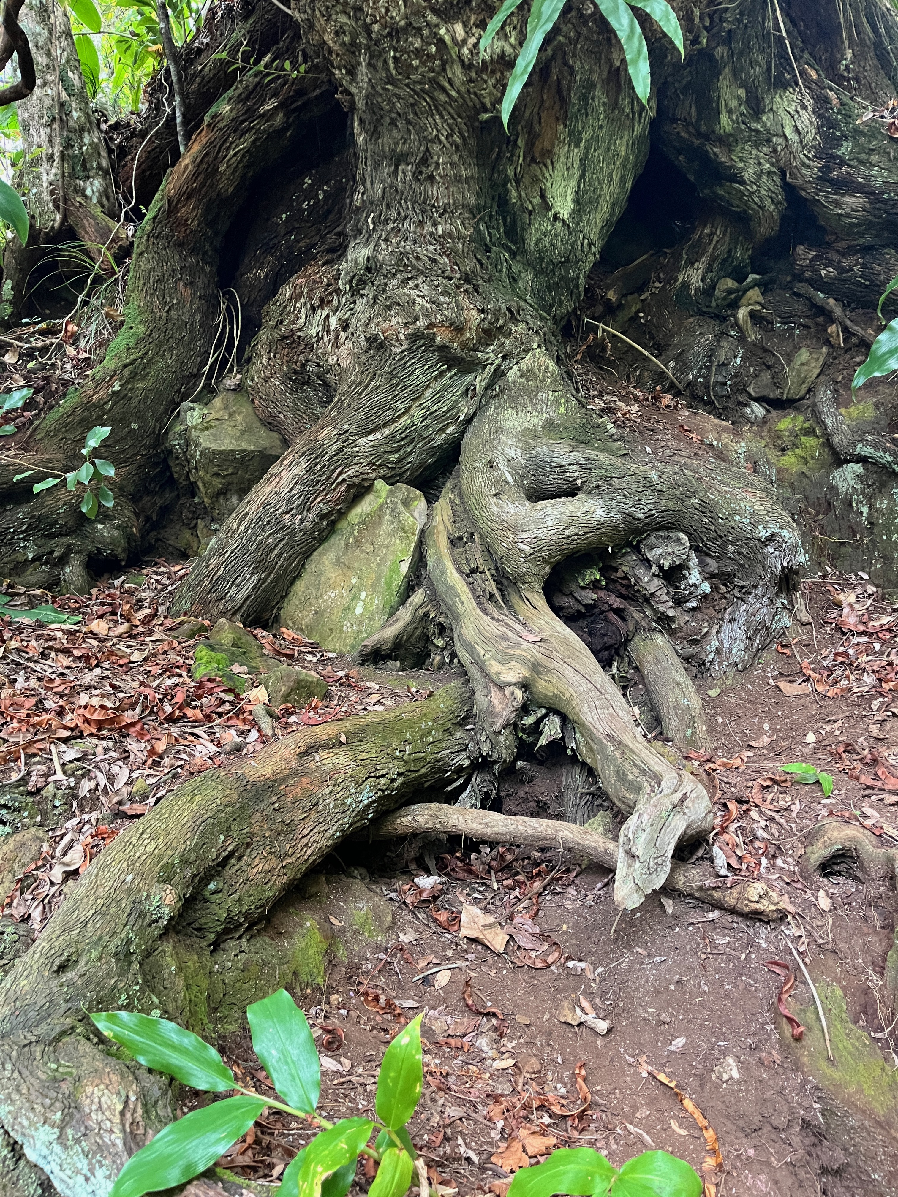 41. Les racines du Bois de rempart géant.jpeg