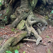 41. Les racines du Bois de rempart géant.jpeg