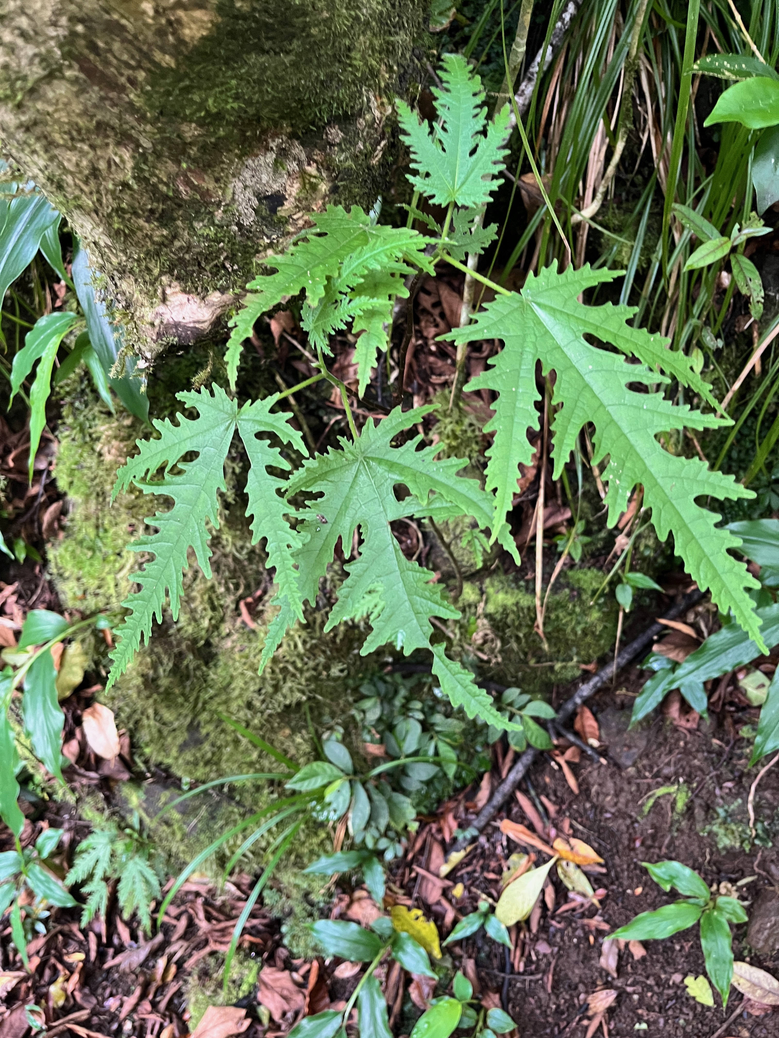 43. Ficus lateriflora-Ficus blanc-MORACEAE-Endemique Reunion Maurice.jpeg