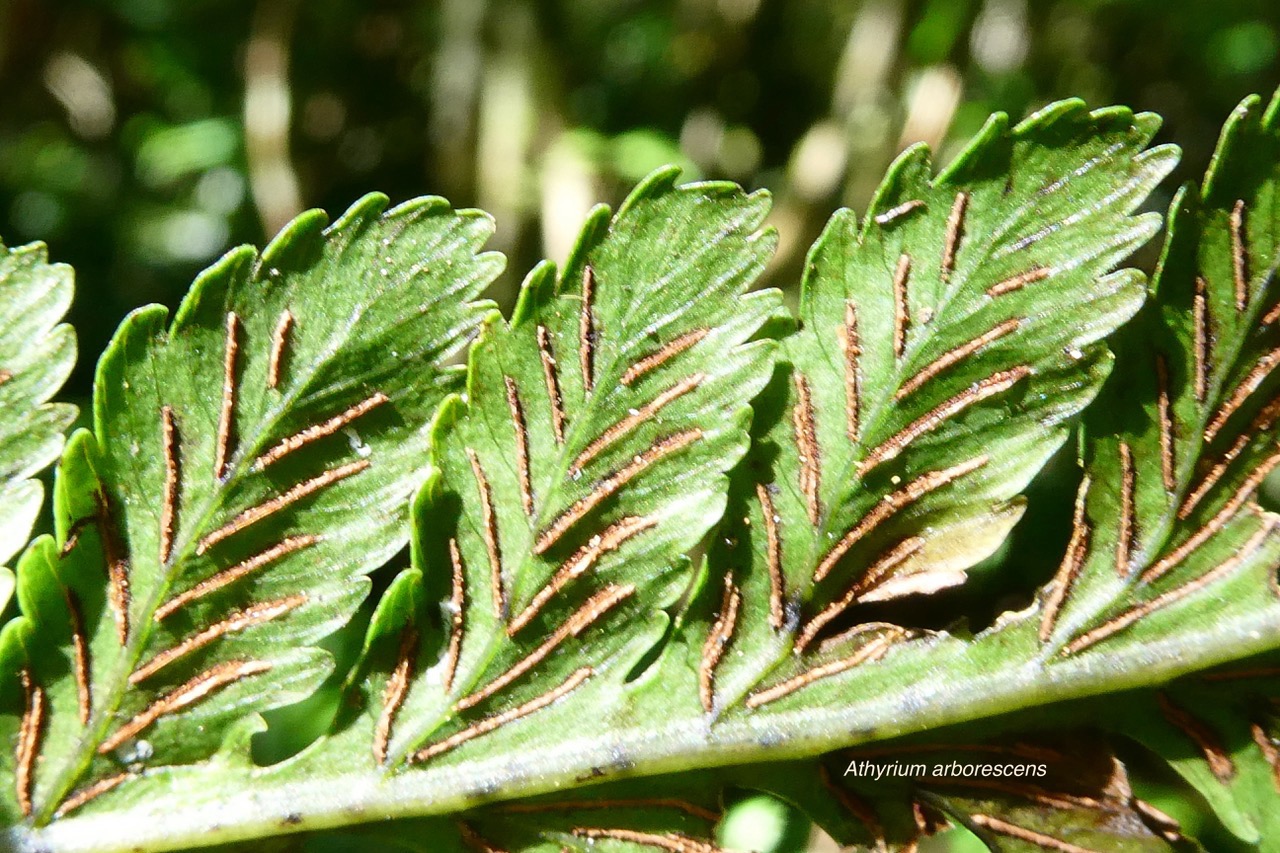 Athyrium arborescens.( Diplazium arborescens)..sores en face inférieure de la fronde .athyriaceae.endémique Madagascar Comores Mascareignes..jpeg