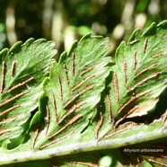 Athyrium arborescens.( Diplazium arborescens)..sores en face inférieure de la fronde .athyriaceae.endémique Madagascar Comores Mascareignes..jpeg