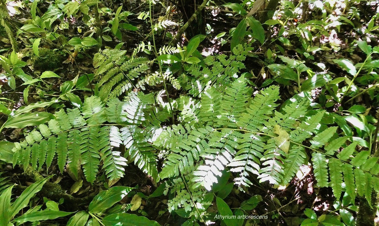 Athyrium arborescens.( Diplazium arborescens).athyriaceae.endémique Madagascar Comores Mascareignes. (1).jpeg