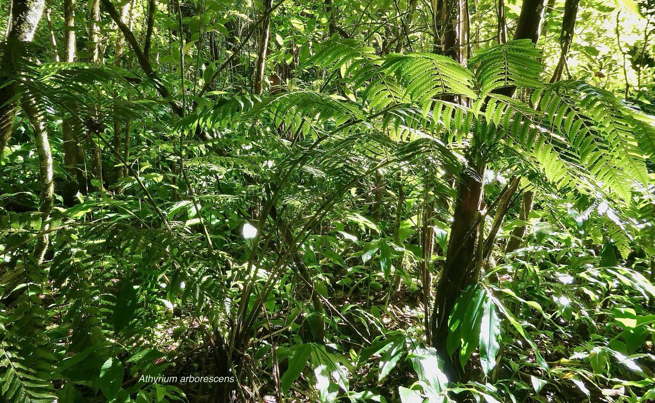 Athyrium arborescens.( Diplazium arborescens).athyriaceae.endémique Madagascar Comores Mascareignes..jpeg