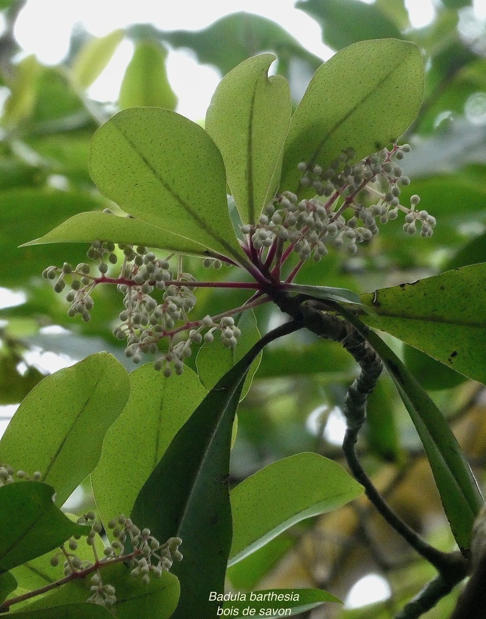 Badula barthesia. bois de savon.bois de pintade.primulaceae.endémique Réunion. (2).jpeg