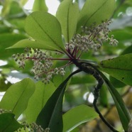 Badula barthesia. bois de savon.bois de pintade.primulaceae.endémique Réunion. (2).jpeg