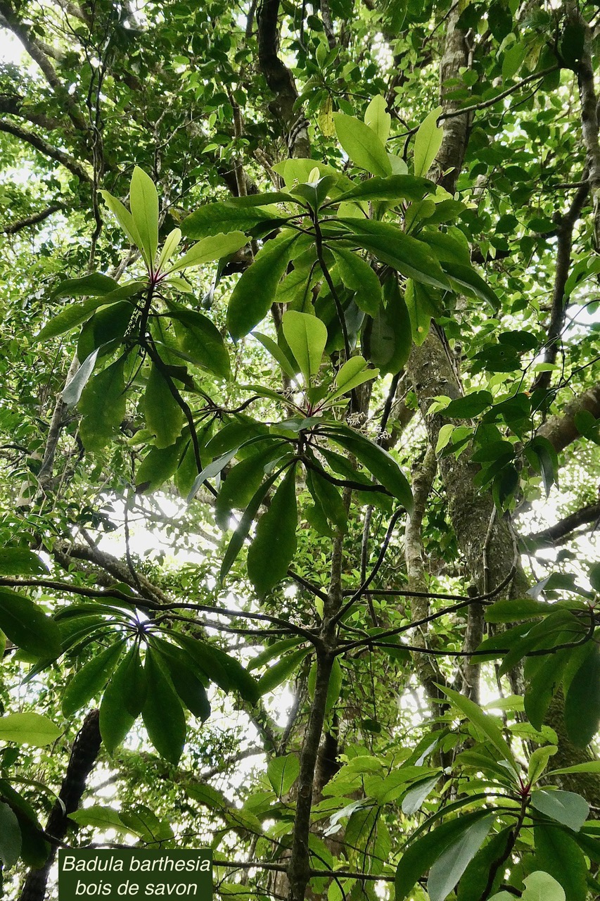 Badula barthesia. bois de savon.bois de pintade.primulaceae.endémique Réunion..jpeg