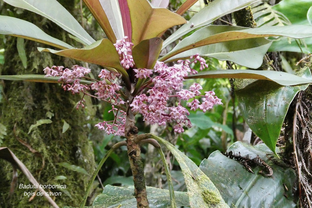 Badula borbonica.bois de savon.primulaceae.endémique Réunion. (1).jpeg