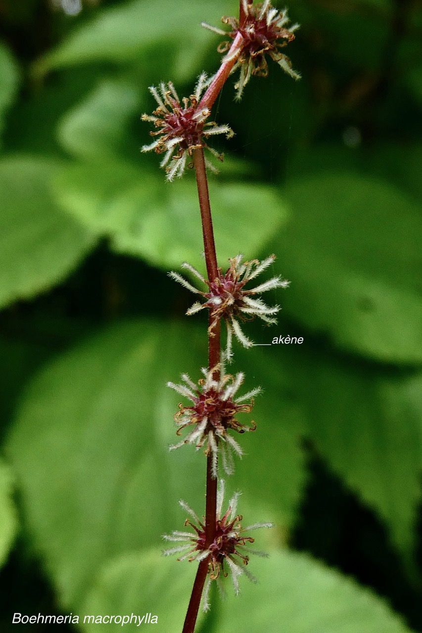 Boehmeria macrophylla.moyen l’ortie.bois de source noir. ( akènes ) urticaceae..jpeg