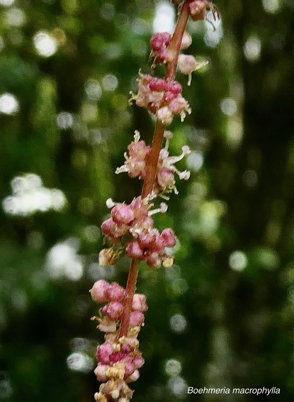 Boehmeria macrophylla.moyen l’ortie.bois de source noir.( inflorescence détail ) urticaceae..jpeg