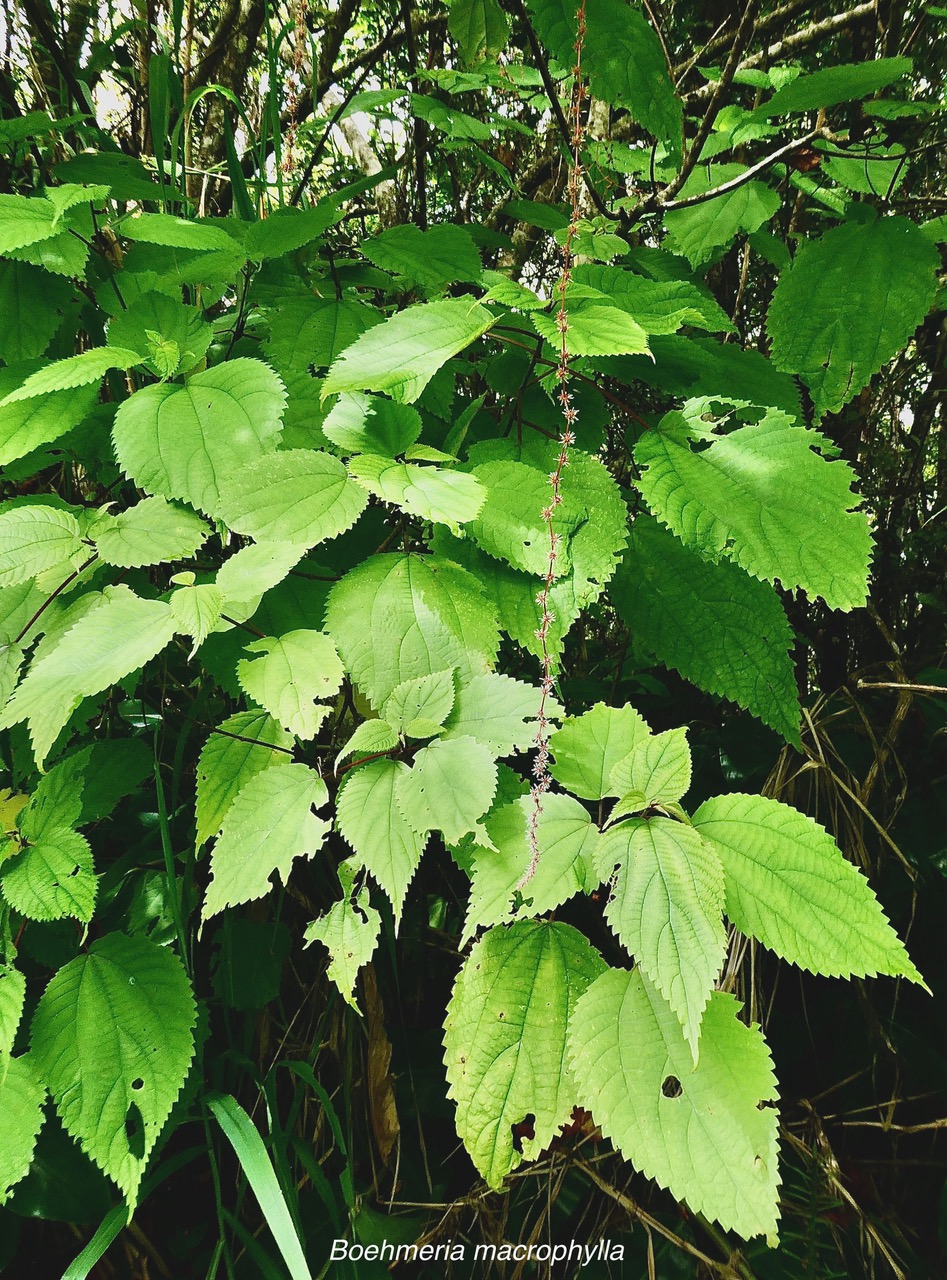 Boehmeria macrophylla.moyen l’ortie.bois de source noir.urticaceae..jpeg