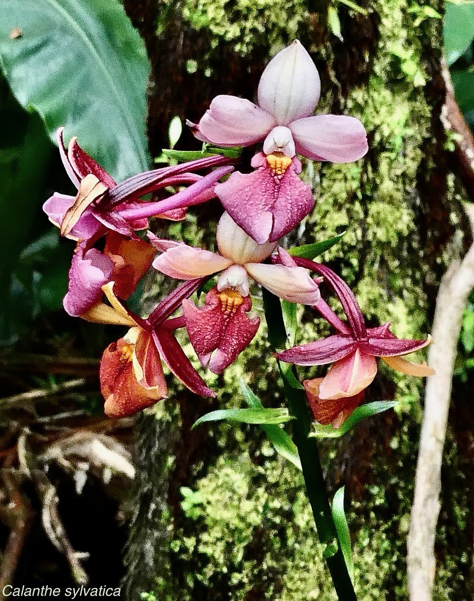 Calanthe sylvatica orchidaceae.Indigène Réunion  Recherche de titres….jpeg