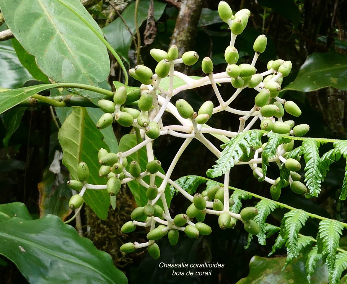 Chassalia corallioides Bois de corail  bois de lousteau rubiaceae.endémique Réunion. (1).jpeg