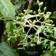 Chassalia corallioides Bois de corail  bois de lousteau rubiaceae.endémique Réunion. (1).jpeg