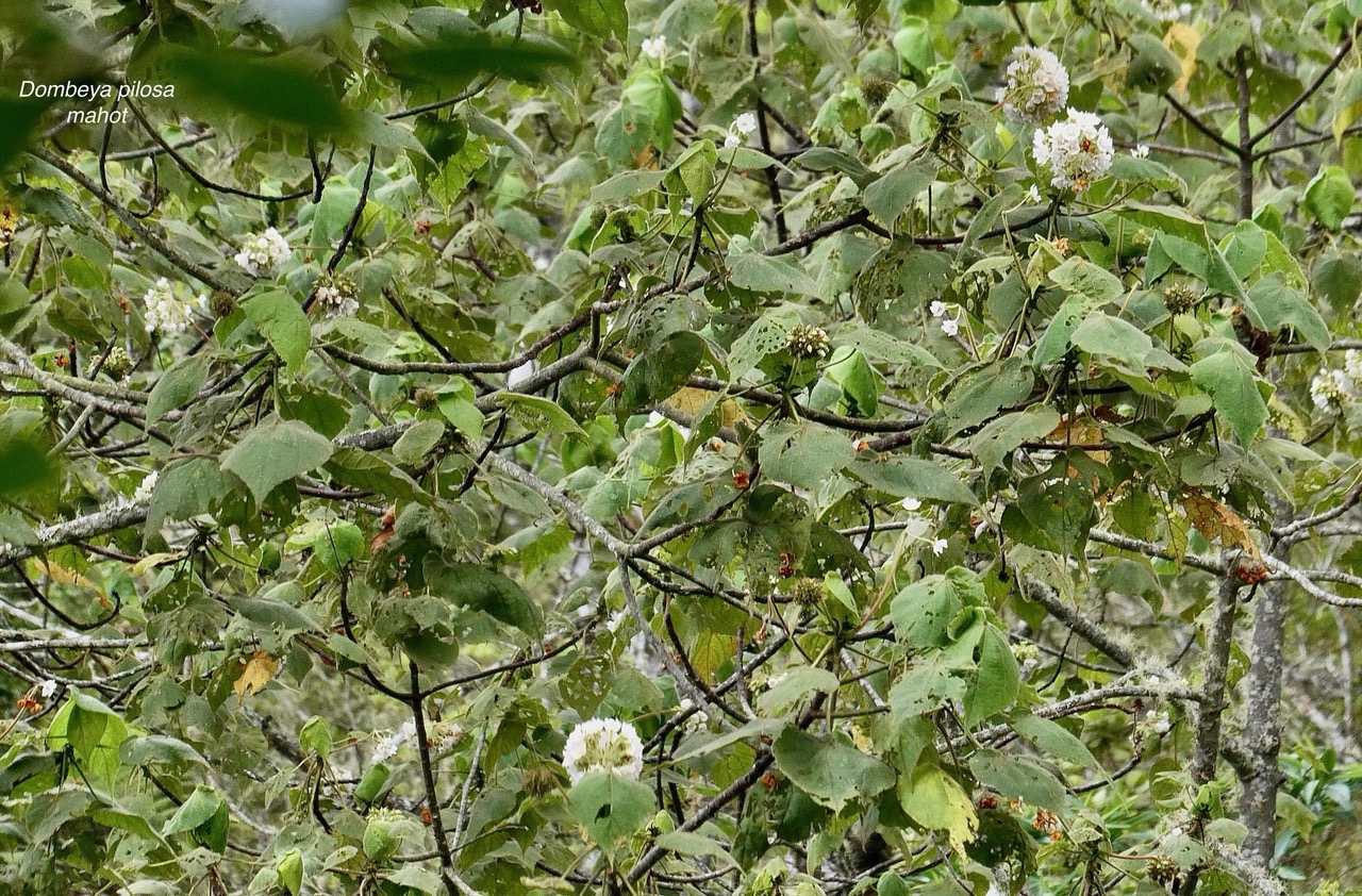 Dombeya pilosa .mahot.malvaceae.endémique Réunion. (1).jpeg