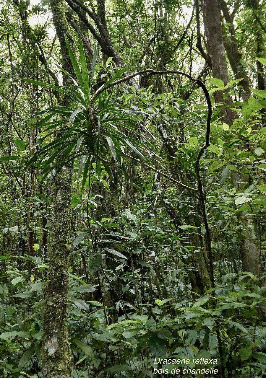 Dracaena reflexa.bois de chandelle.asparagaceae.endémique.jpeg