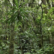 Dracaena reflexa.bois de chandelle.asparagaceae.endémique.jpeg