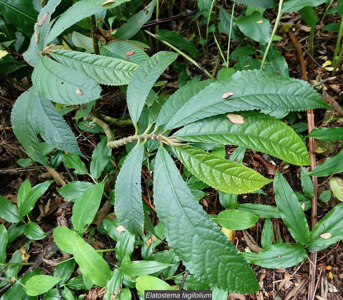 Elatostema fagifolium  urticaceae.indigène Réunion;.jpeg