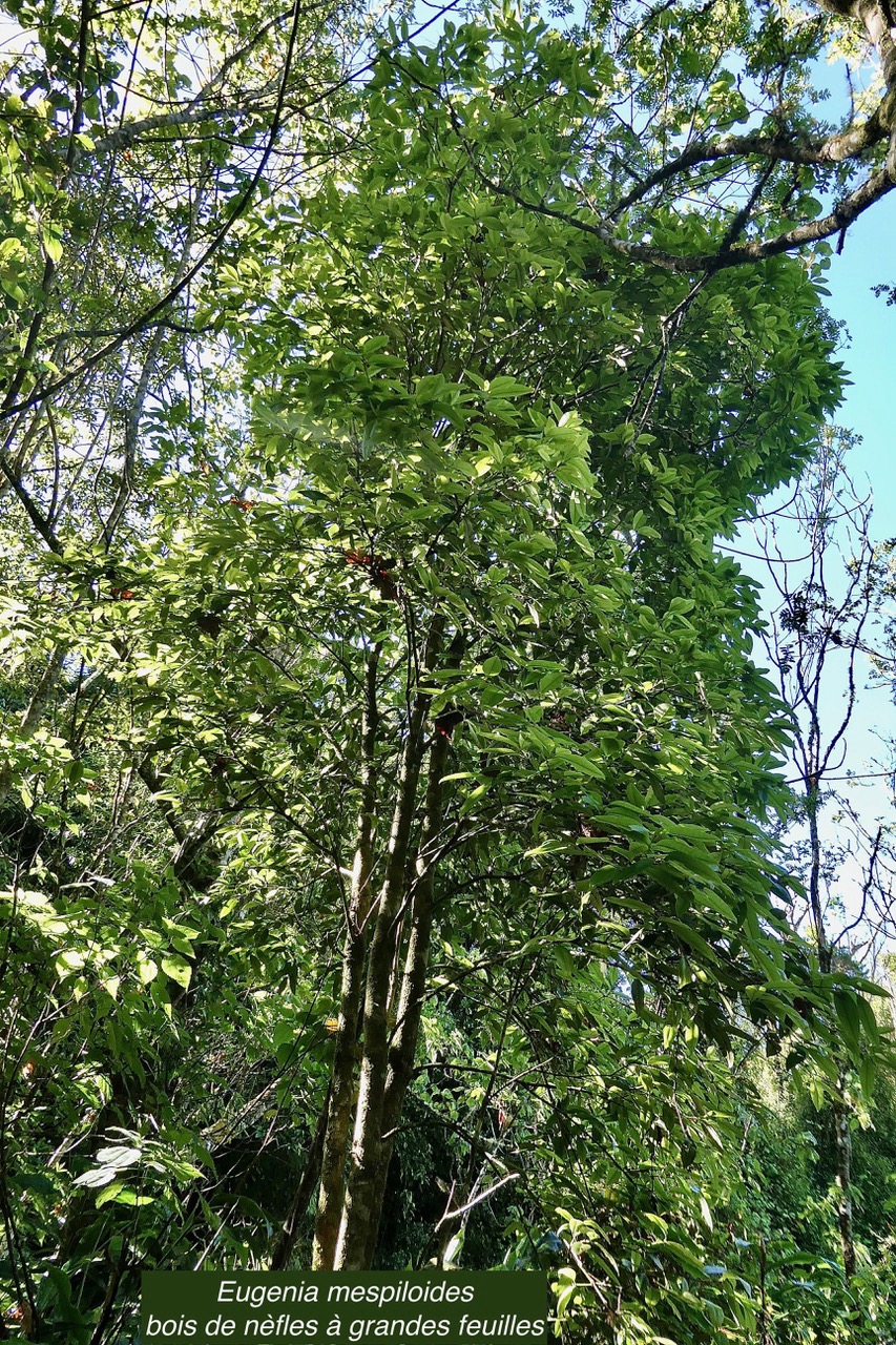 Eugenia mespiloides  Bois de nèfles à grandes feuilles myrtaceae. endémique Réunion (2).jpeg