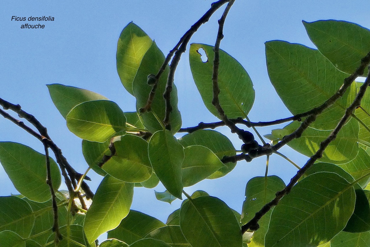 Ficus densifolia .affouche.grand affouche.moraceae.endémique Réunion Maurice.jpeg