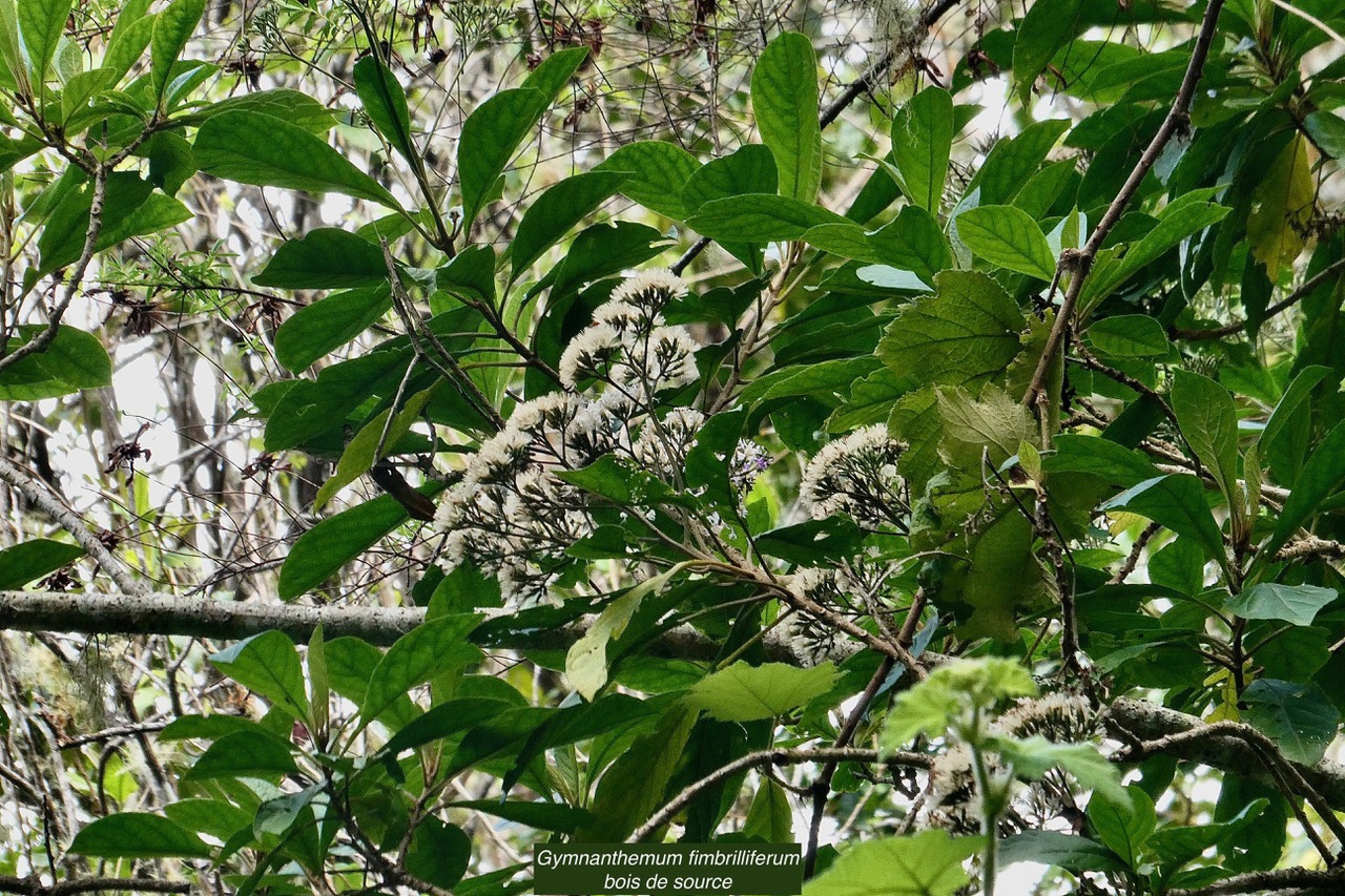 Gymnanthemum fimbrilliferum  (ex Vernonia fimbrillifera )Bois de source.bois de sapo.asteraceae. endémique Réunion. (1).jpeg