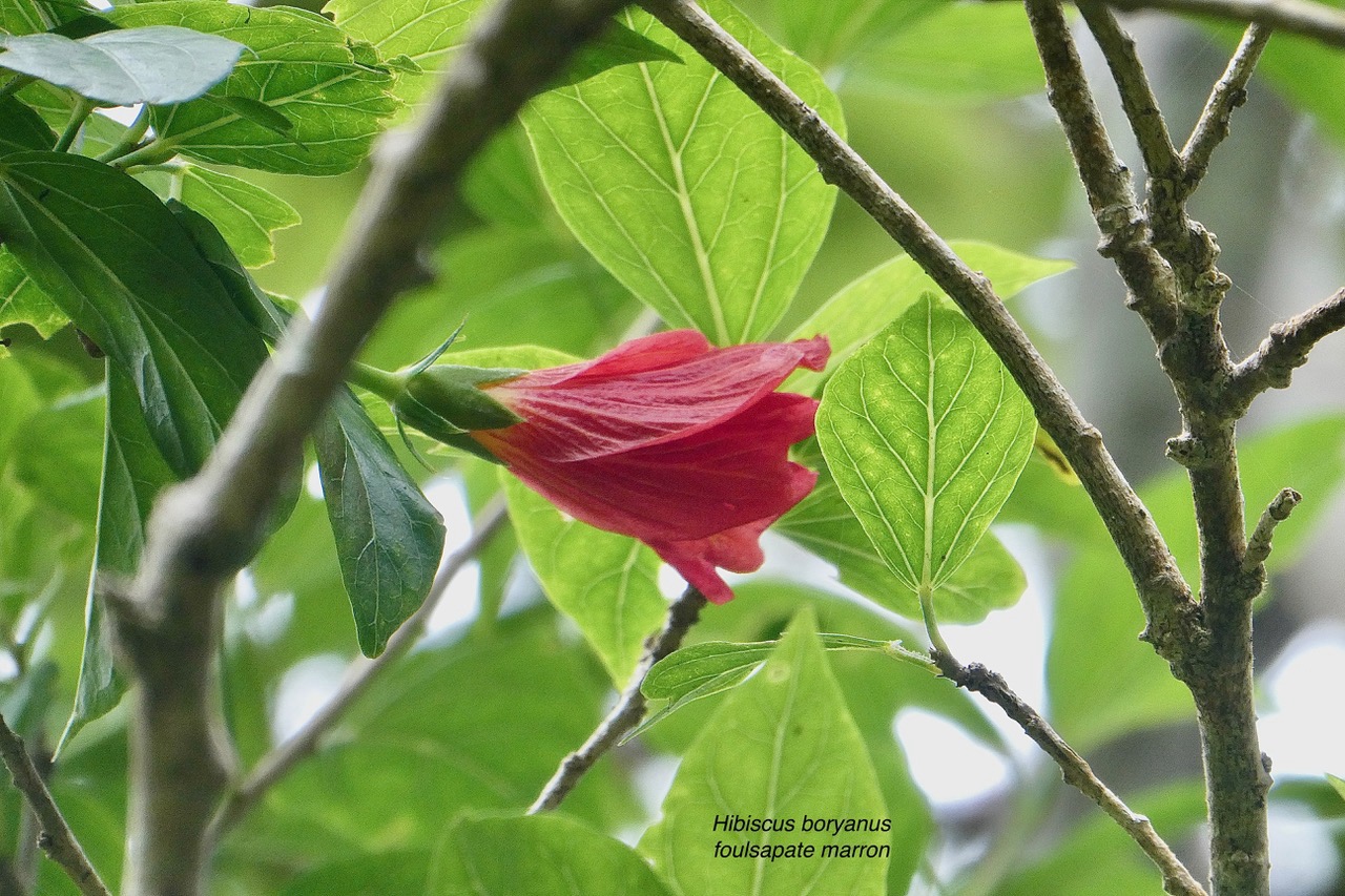 Hibiscus boryanus.foulsapate marron.mahot bâtard. ( fleur  ).malvaceae.endémique Réunion Maurice..jpeg