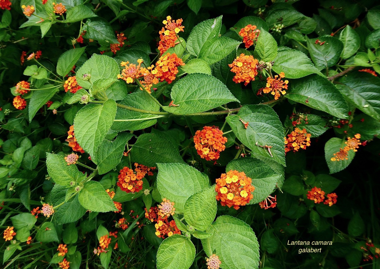 Lantana camara . galabert.corbeille d’or.verbenaceae..jpeg