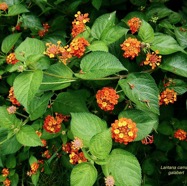 Lantana camara . galabert.corbeille d’or.verbenaceae..jpeg