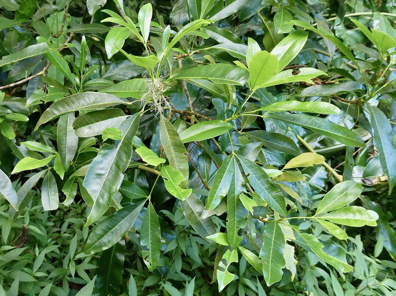 Melicope obtusifolia.gros patte poule.( jeune individu ) rutaceae. endémique Réunion Maurice..jpeg