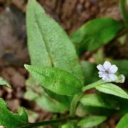 Myosotis sp. boraginaceae..jpeg