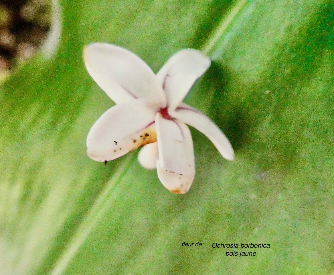 Ochrosia borbonica.bois jaune ( fleur ).apocynaceae.endémique Réunion Maurice..jpeg