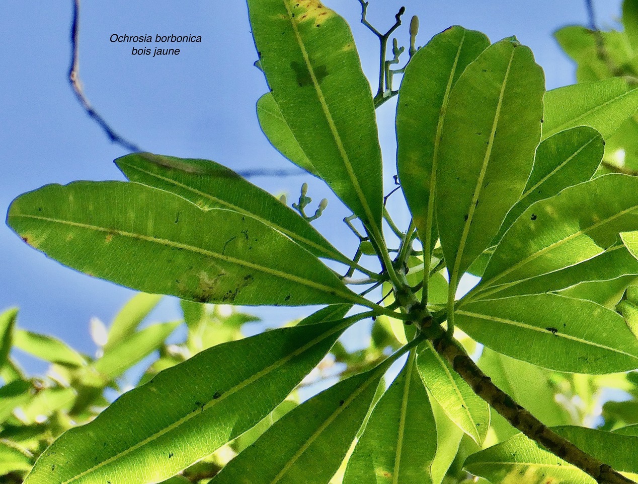 Ochrosia borbonica.bois jaune.apocynaceae.endémique Réunion Maurice. (1).jpeg