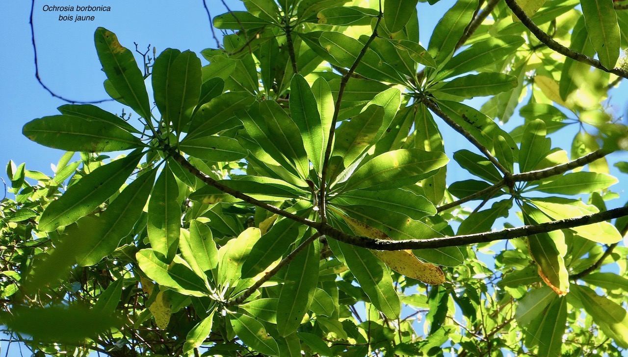 Ochrosia borbonica.bois jaune.apocynaceae.endémique Réunion Maurice..jpeg