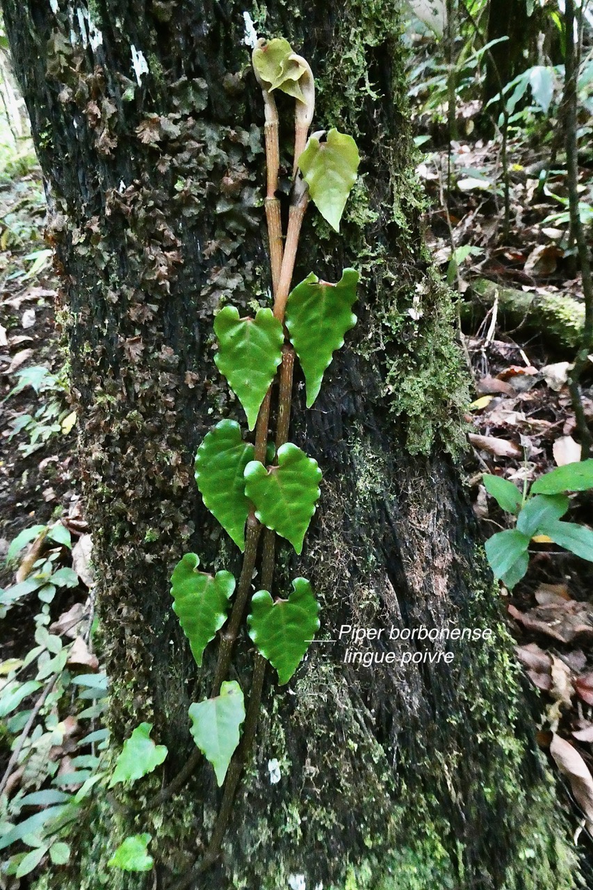 Piper borbonense.lingue à poivre.piperaceae.endémique Madagascar.Comores.Mascareignes..jpeg