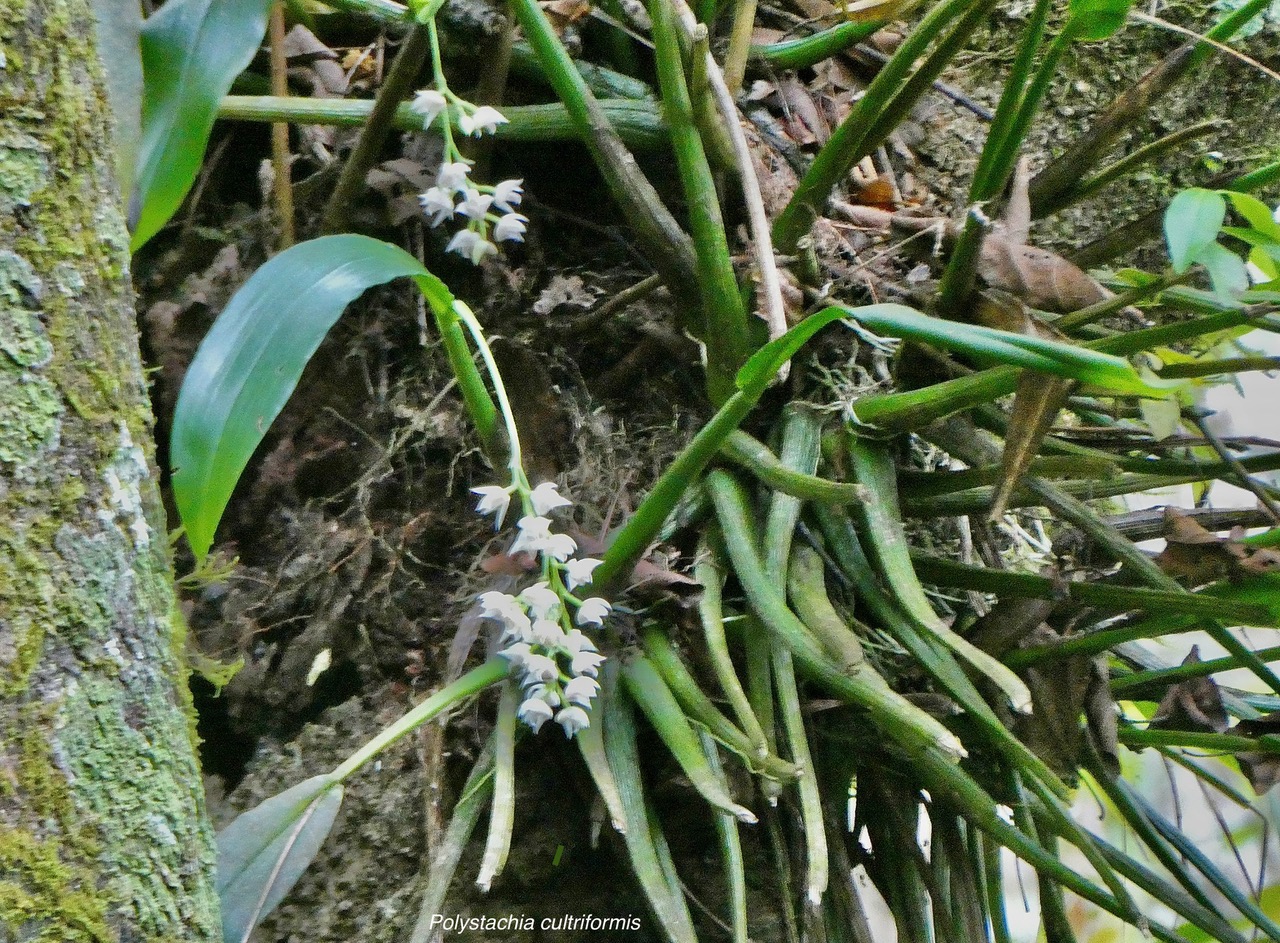 Polystachya cultriformis .orchidaceae. indigène Réunion. (2).jpeg