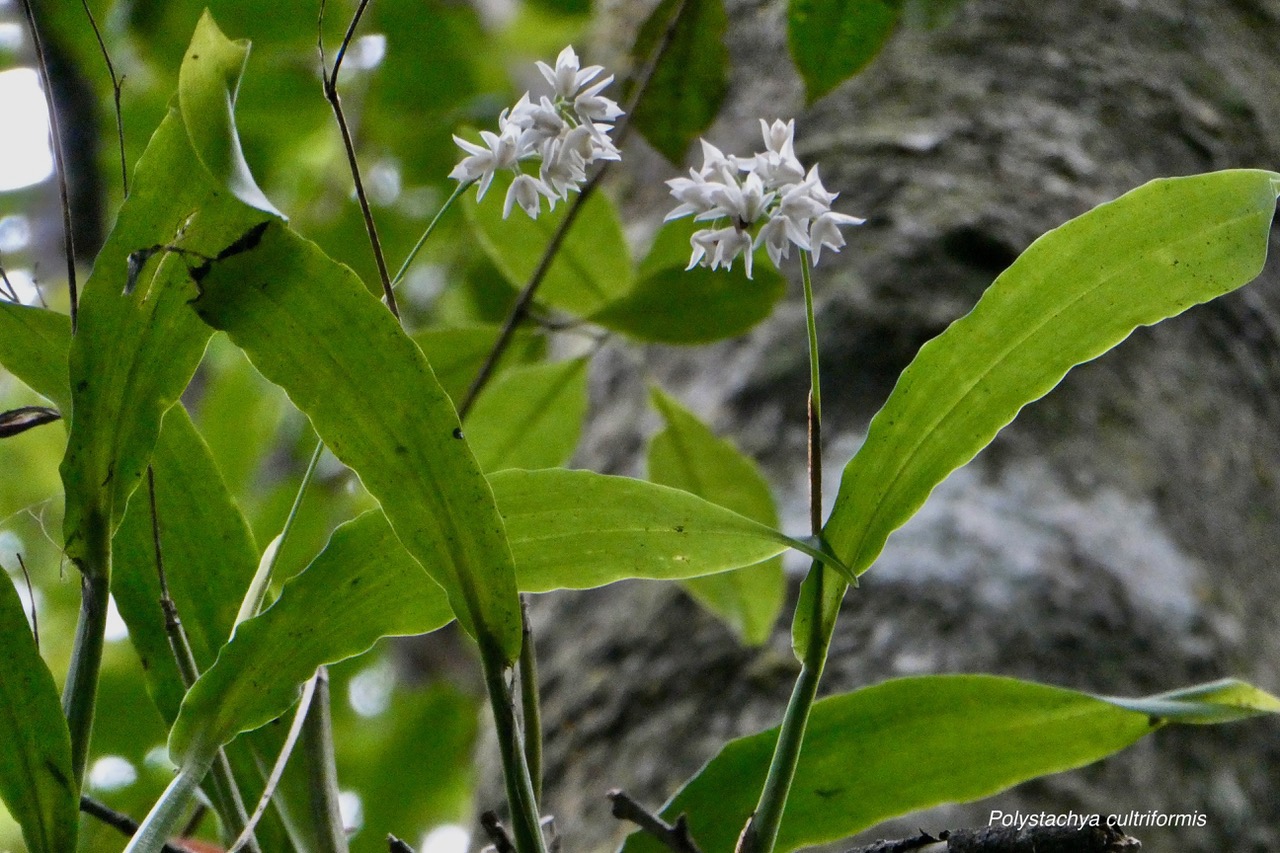 Polystachya cultriformis .orchidaceae. indigène Réunion. (3).jpeg