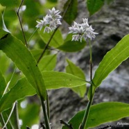 Polystachya cultriformis .orchidaceae. indigène Réunion. (3).jpeg