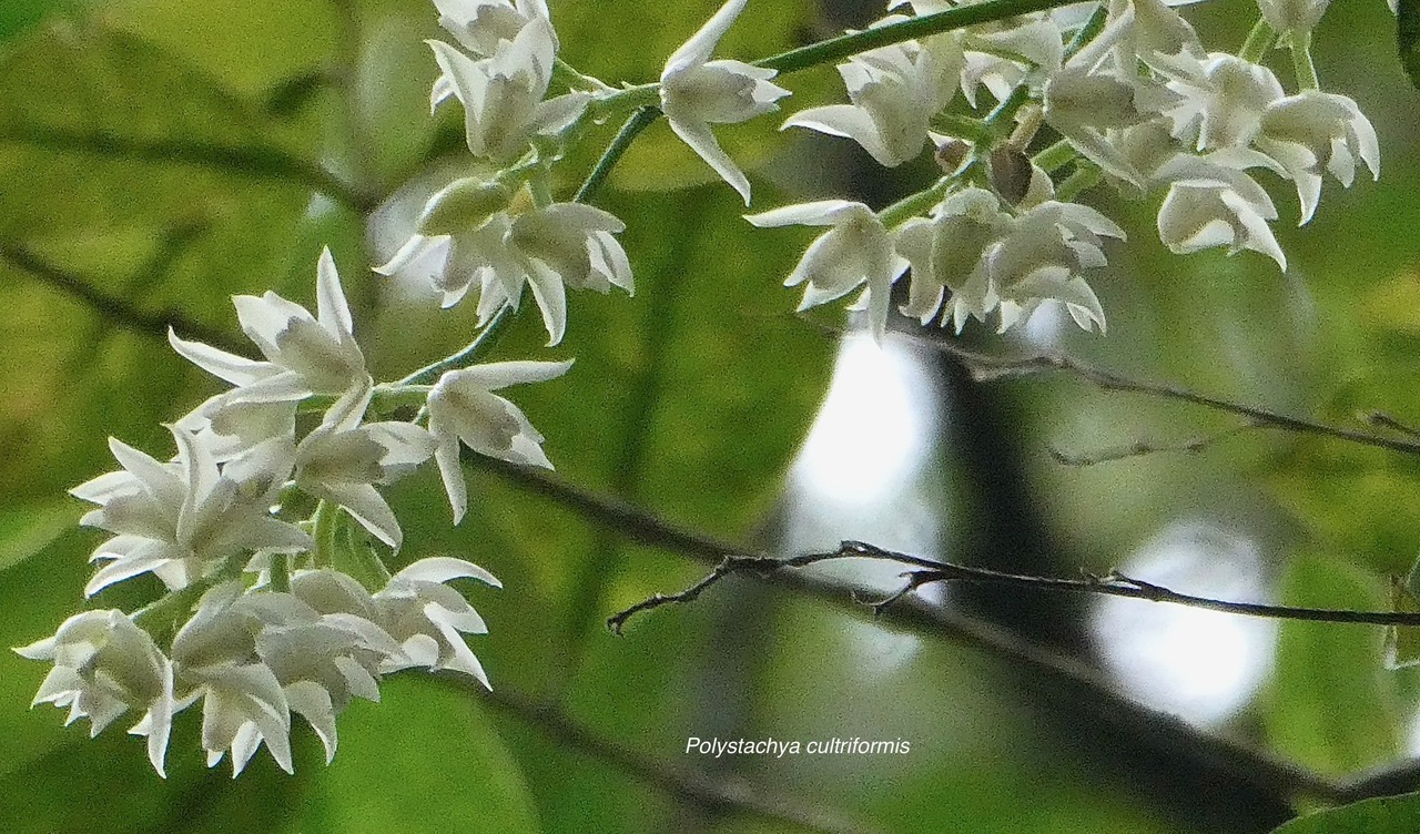 Polystachya cultriformis .orchidaceae. indigène Réunion. (4).jpeg