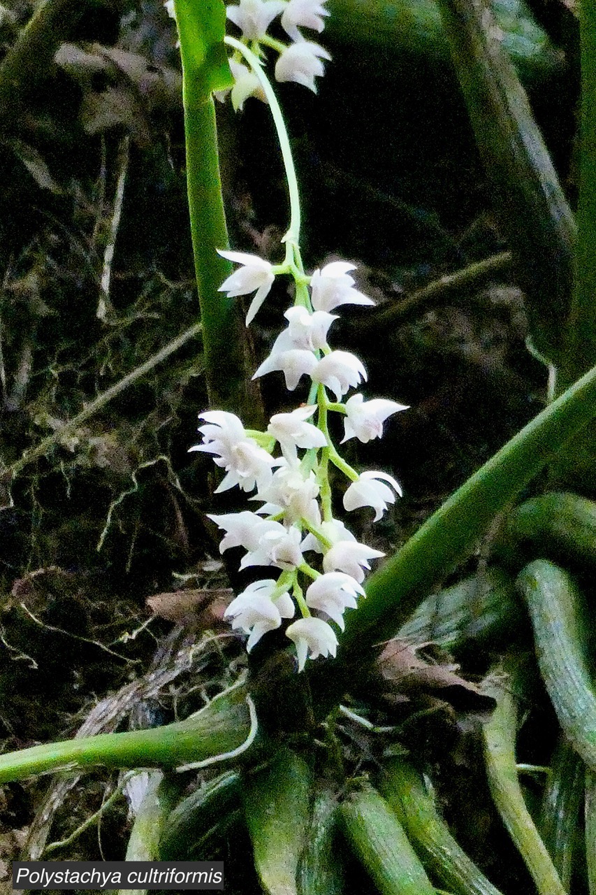 Polystachya cultriformis .orchidaceae. indigène Réunion..jpeg