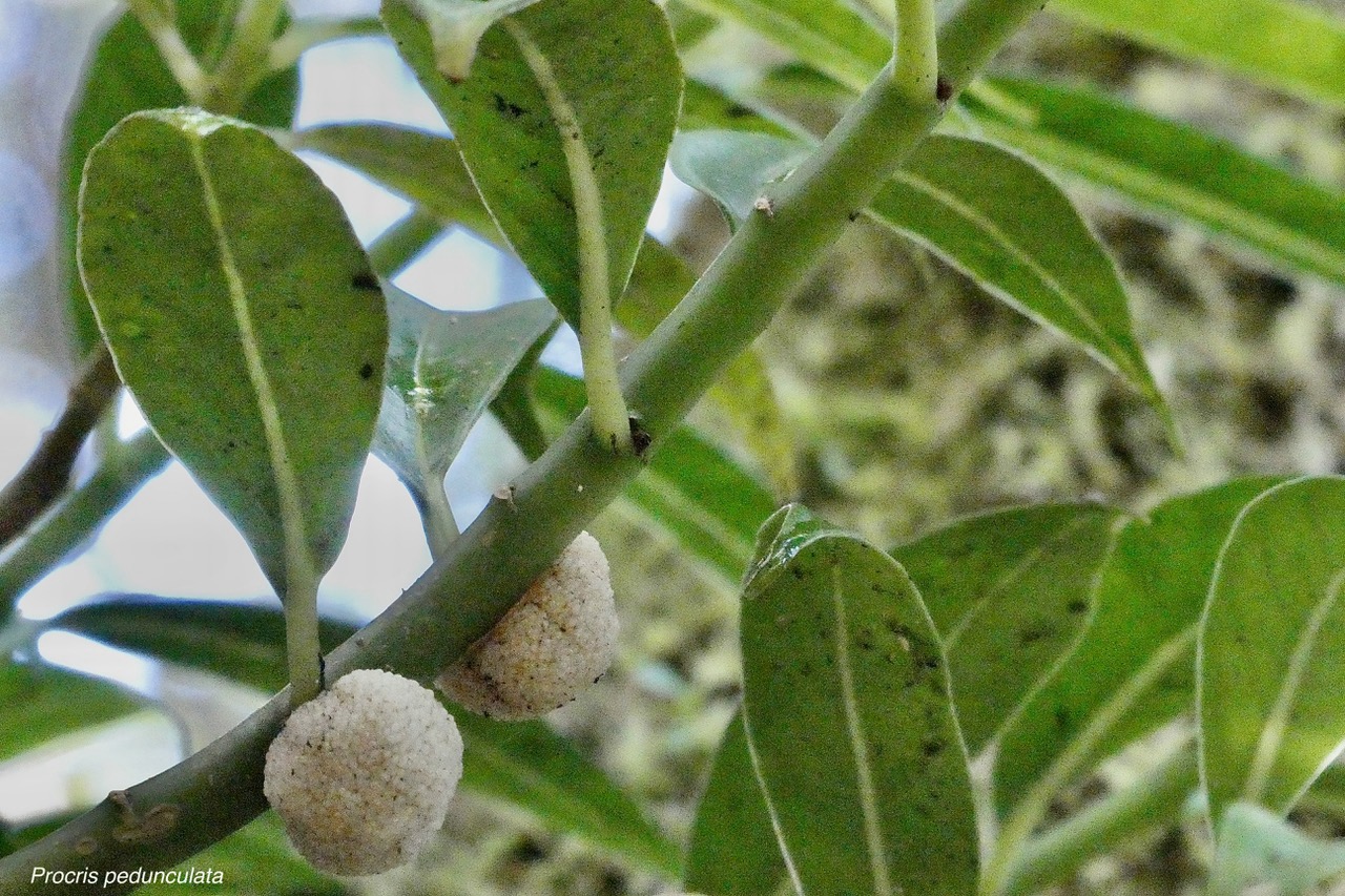 Procris pedunculata ( avec inflorescences ).urticaceae.indigène Réunion..jpeg