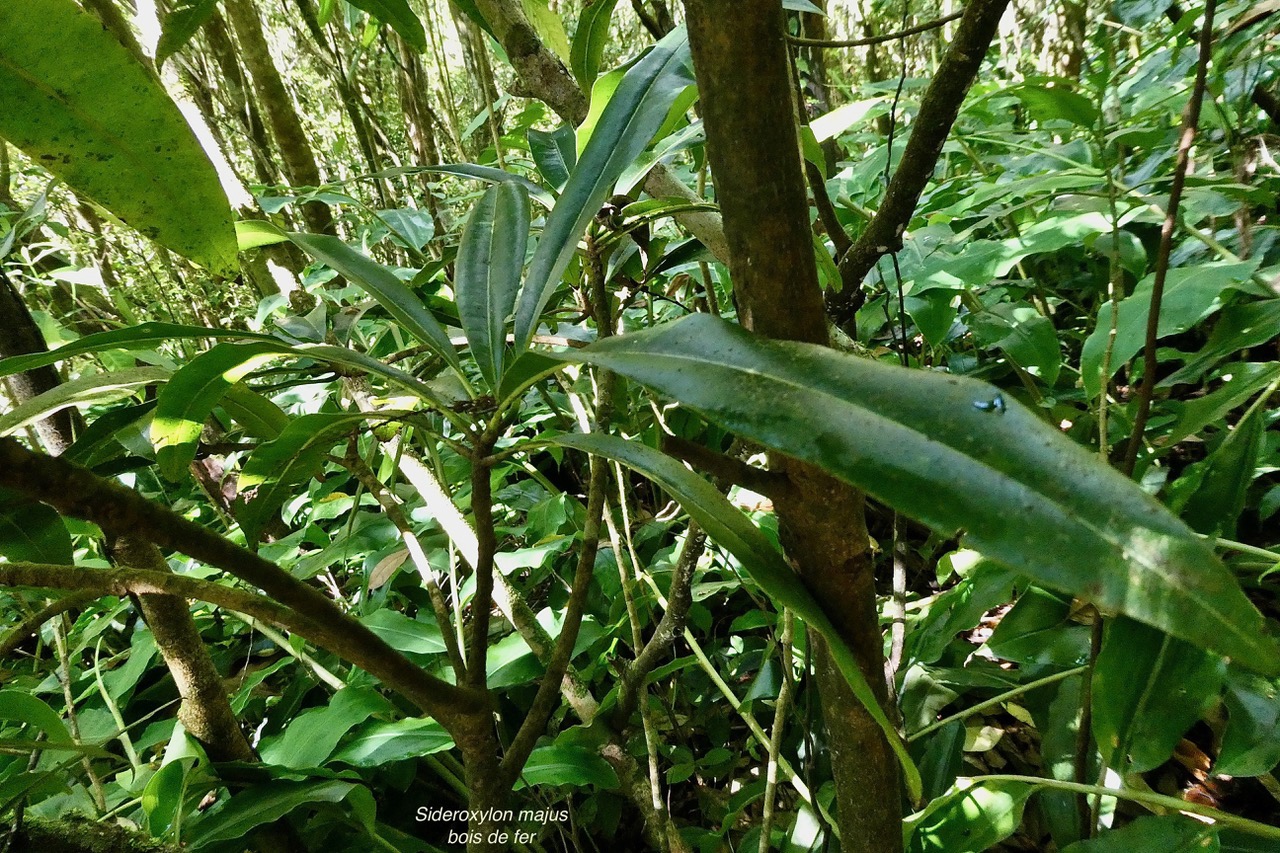 Sideroxylon majus.bois de fer.bois de fer blanc.sapotaceae.endémique Réunion. (1).jpeg