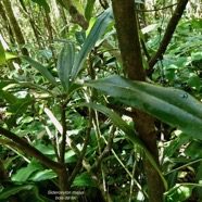 Sideroxylon majus.bois de fer.bois de fer blanc.sapotaceae.endémique Réunion. (1).jpeg