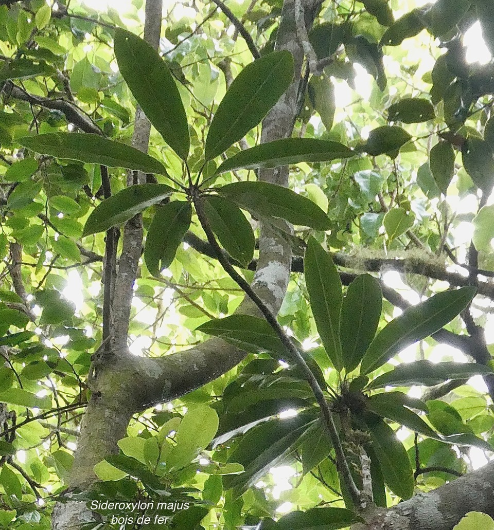 Sideroxylon majus.bois de fer.bois de fer blanc.sapotaceae.endémique Réunion. (2).jpeg