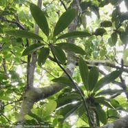 Sideroxylon majus.bois de fer.bois de fer blanc.sapotaceae.endémique Réunion. (2).jpeg