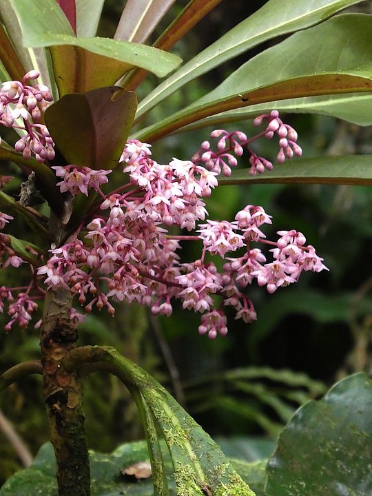 bois de savon+++.jpg