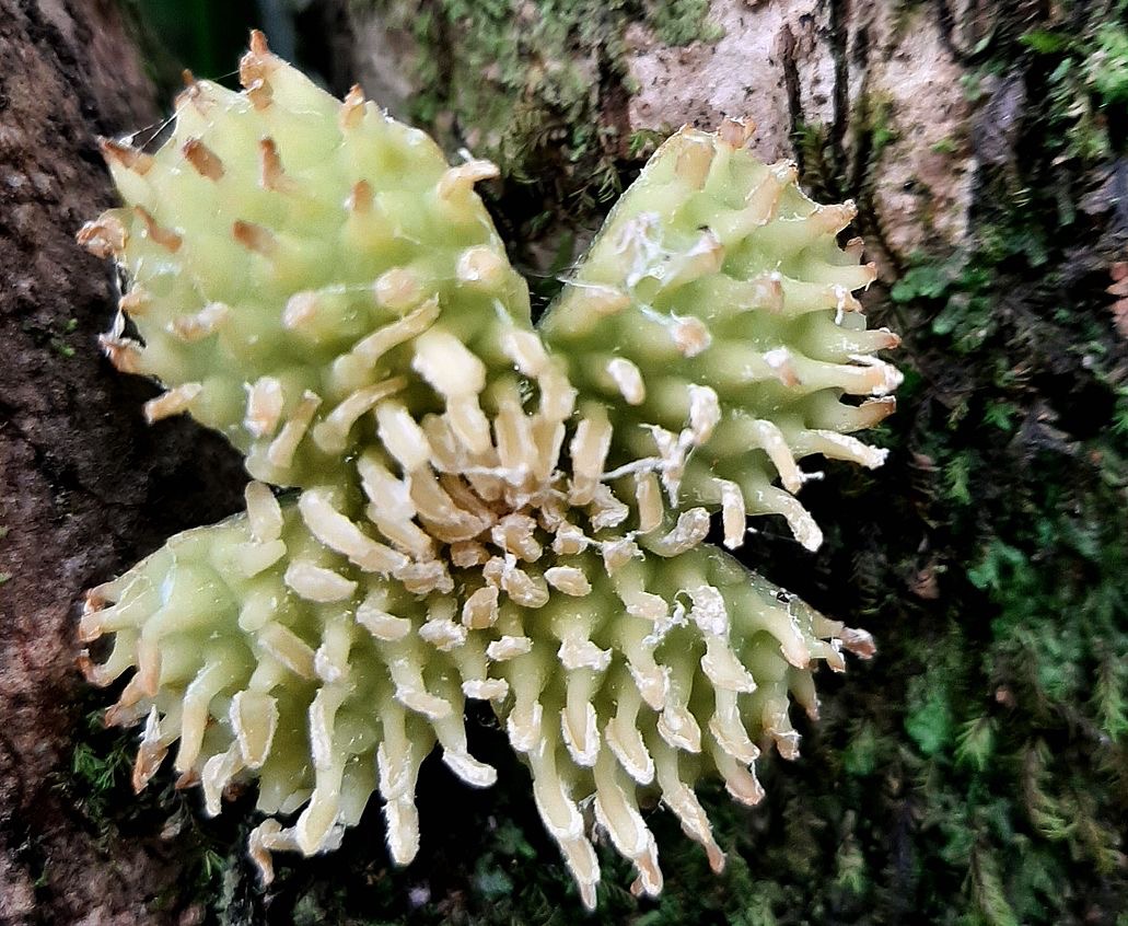 Bois de Tambour ( fleur mâle)++.jpg