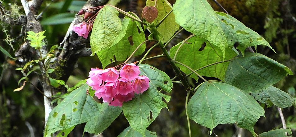 Dombeya elegans( Mahot rose)++.jpg