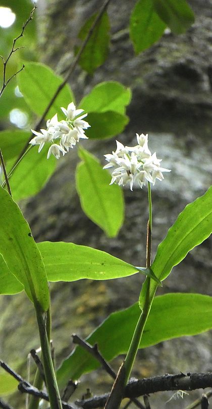 polystachya cultriformis (orchidée).jpg